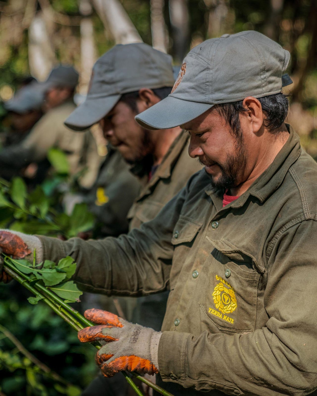 Workers in green uniforms and caps harvest yerba mate leaves in a forest. Their gloves are stained with soil as they carefully handle the plants.