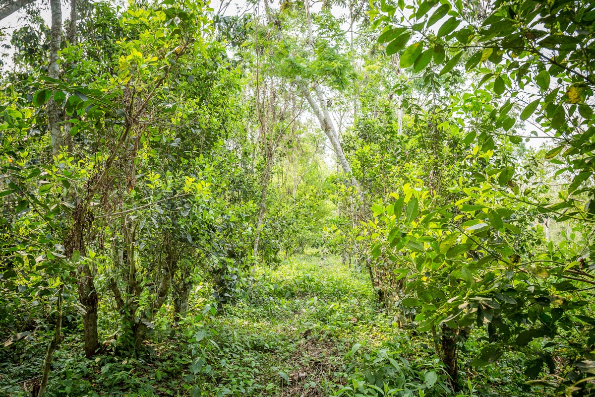 Sustainably Sourcing Yerba Mate in Paraguay