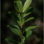 Close-up of a plant branch with several green leaves.