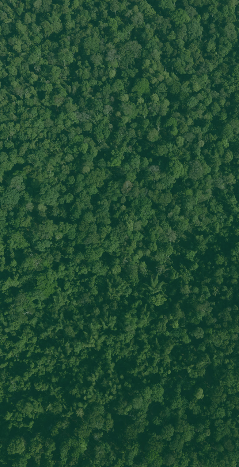 Forest canopy background image