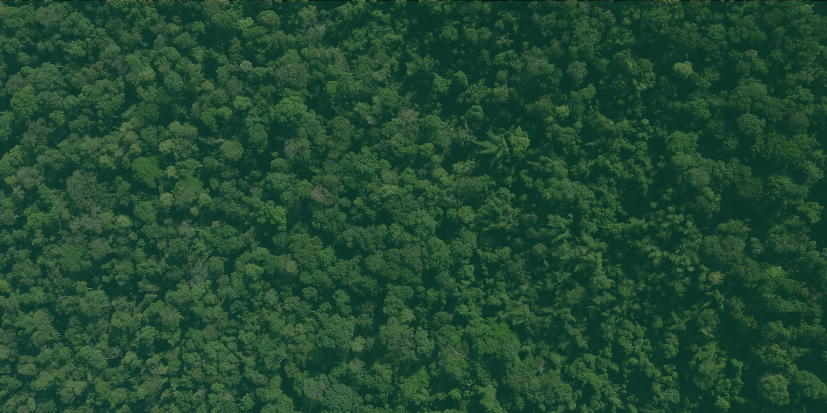Forest canopy background image