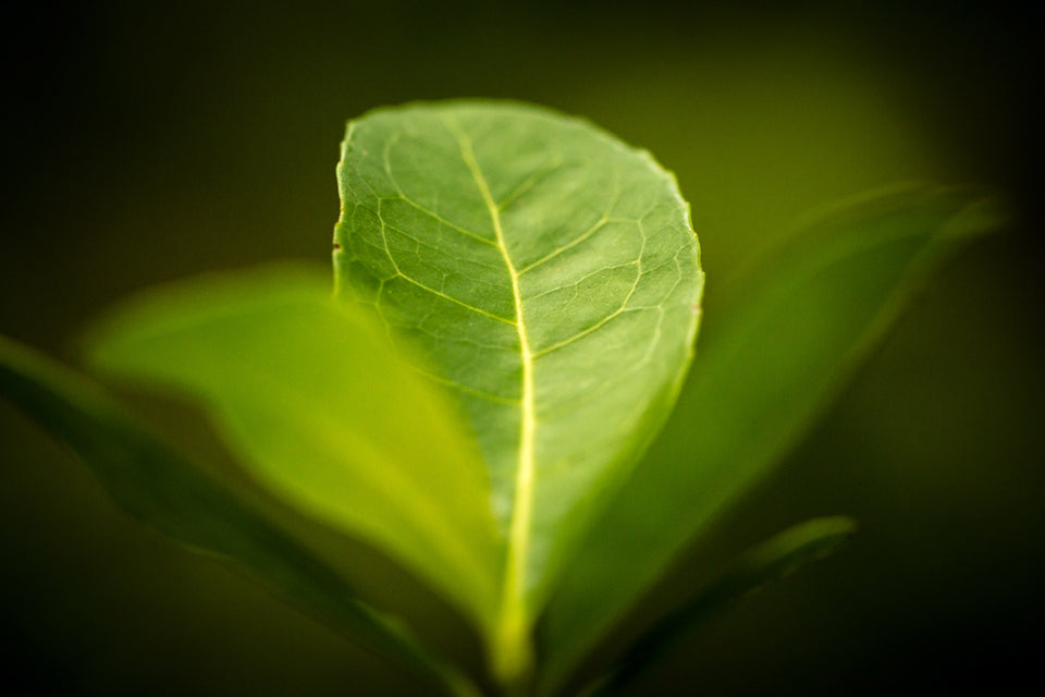 Yerba Mate 101