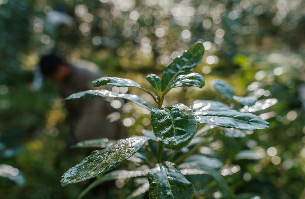 Plant Rba Announcement Page – Yerba Madre