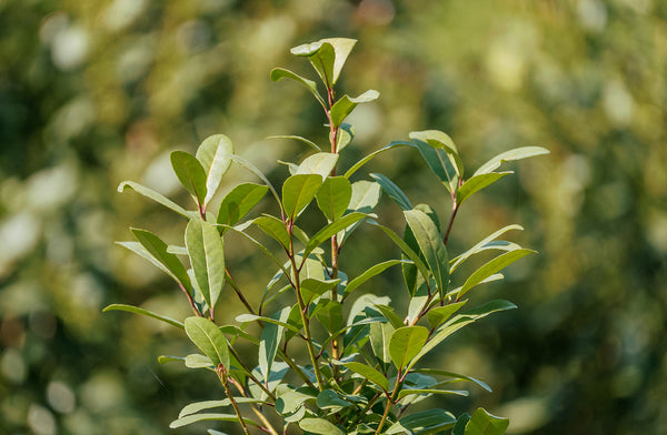 Plant Rba Announcement Page – Yerba Madre